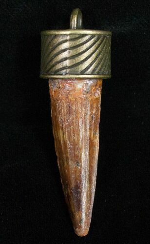 Real Spinosaurus Tooth Pendant - Dinosaur Tooth #11689